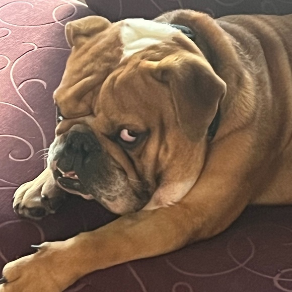 70pnd_bulldog